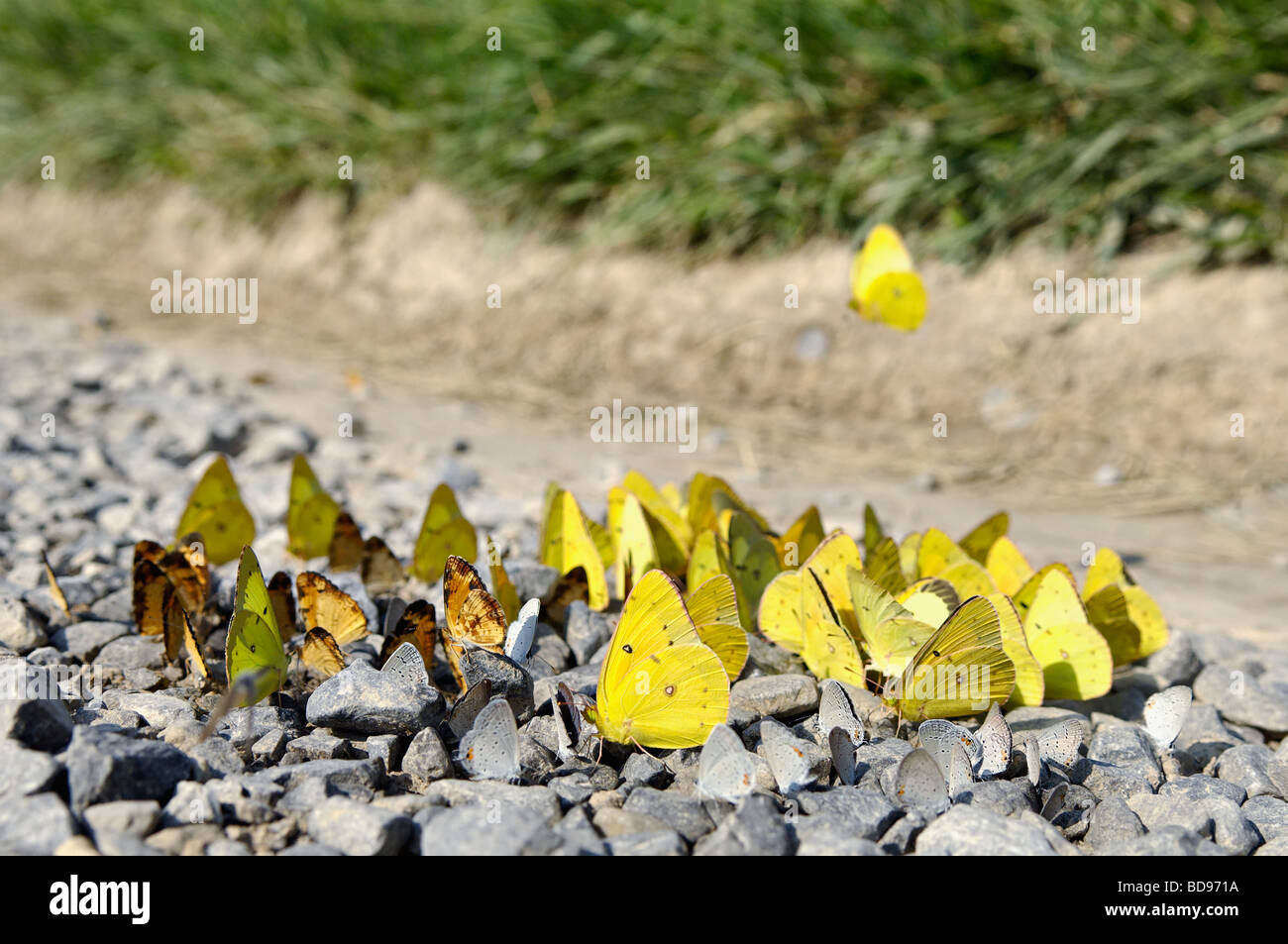 Butterflies Gather on Urine Patch on Gravel Road in Cades Cove in the