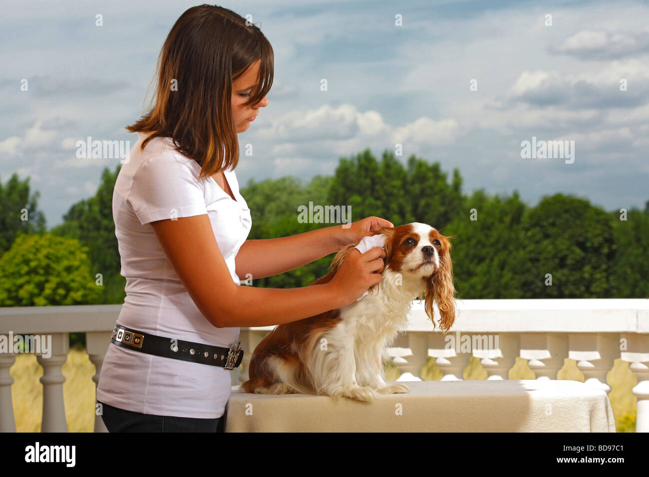 Girl cleaning ear of Cavalier King Charles Spaniel blenheim Stock Photo