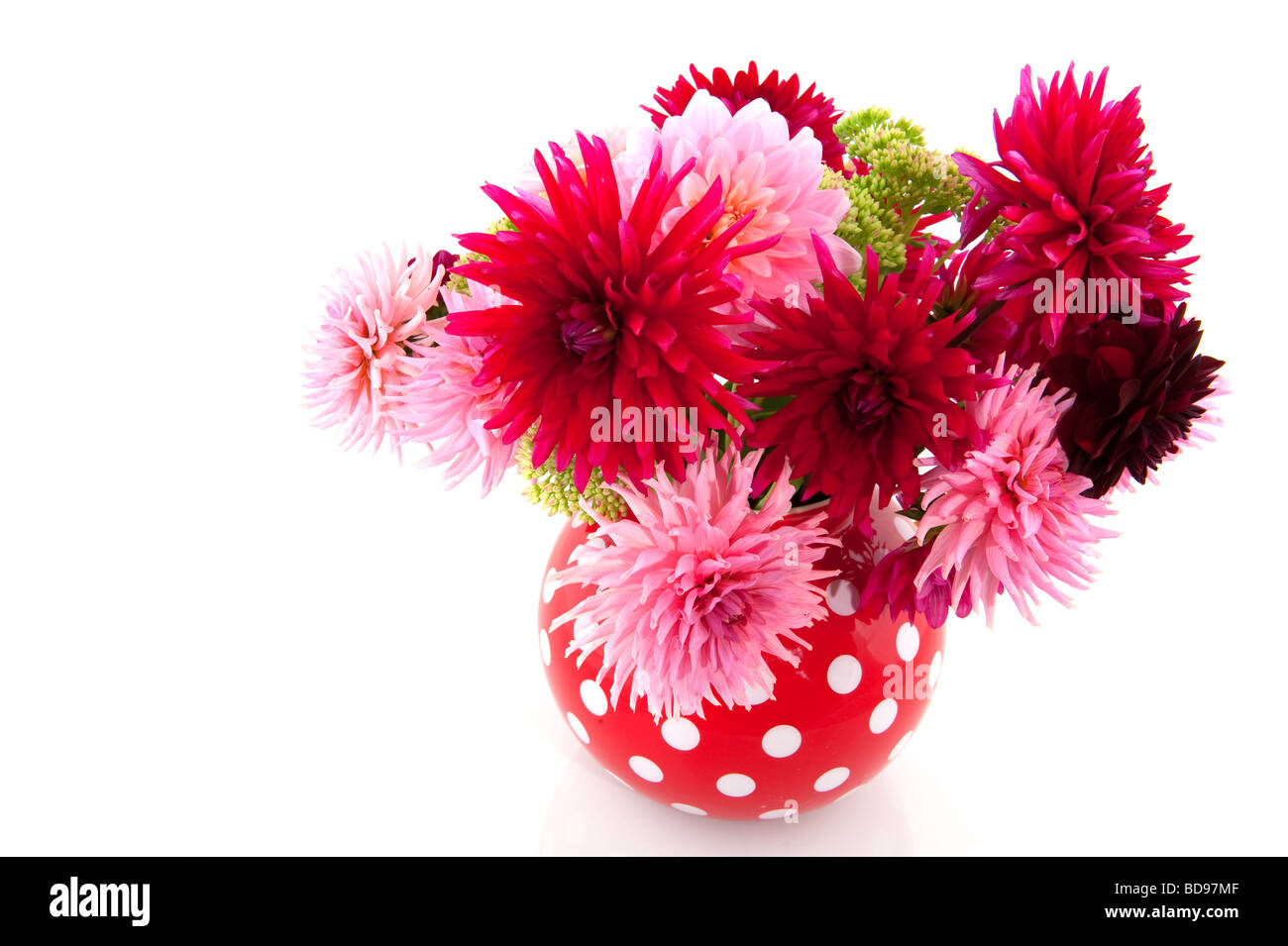 Cheerful bouquet in vase with red and pink Dahlias Stock Photo