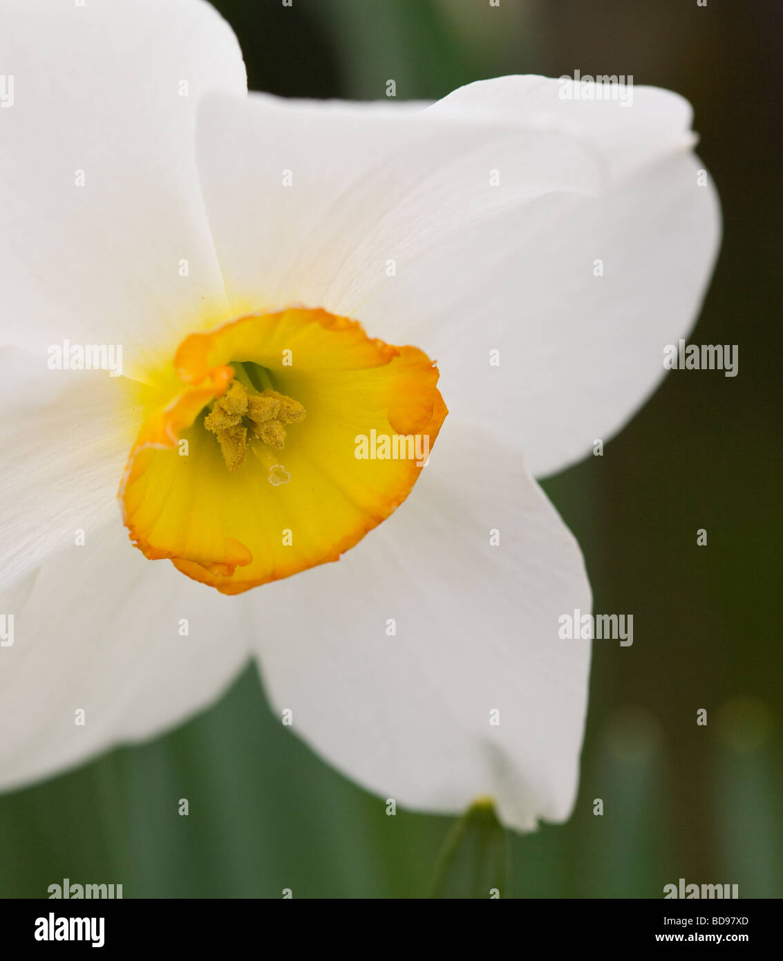 Eggy Daffodil. A whilte daffodil with a yellow centre.. Small-cupped Daffodil Narcissus Royal Princess. Stock Photo
