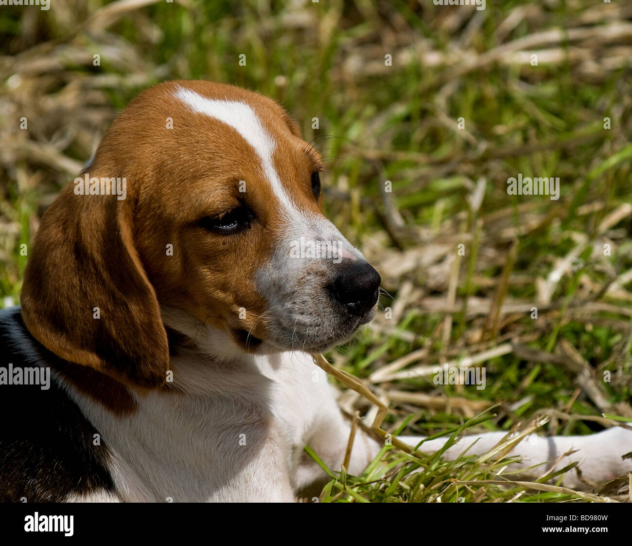 Lambo beagle pack hires stock photography and images Alamy