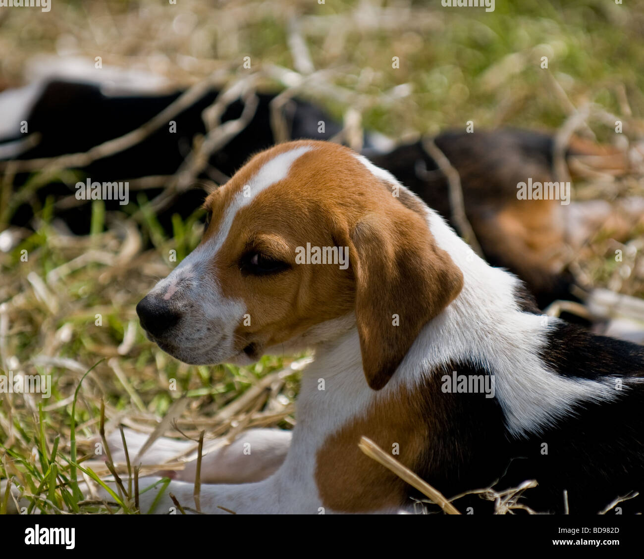 A puppy from the Lambo Beagle pack in Cornwall Stock Photo Alamy