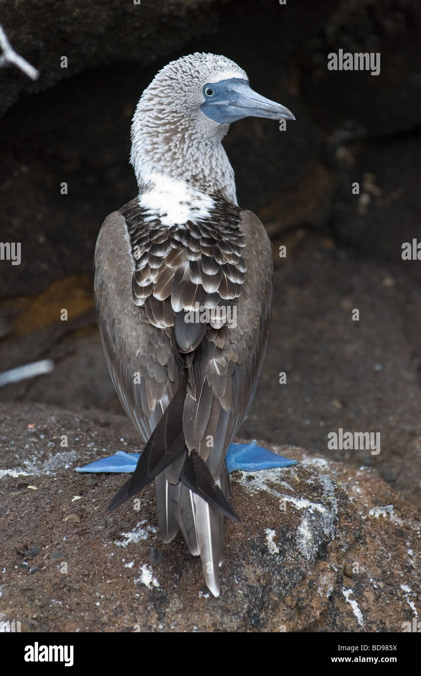 Blue footed Booby (sula nebouxii).   Punta Cormorant, Floreana Island, Galapagos, Ecuador. Stock Photo