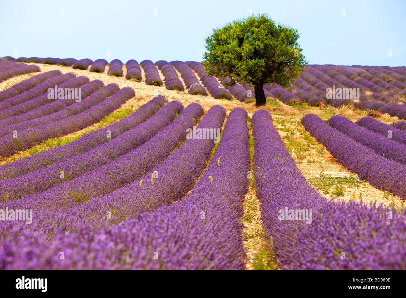 Lavender Field near Valensole, Provence France Stock Photo