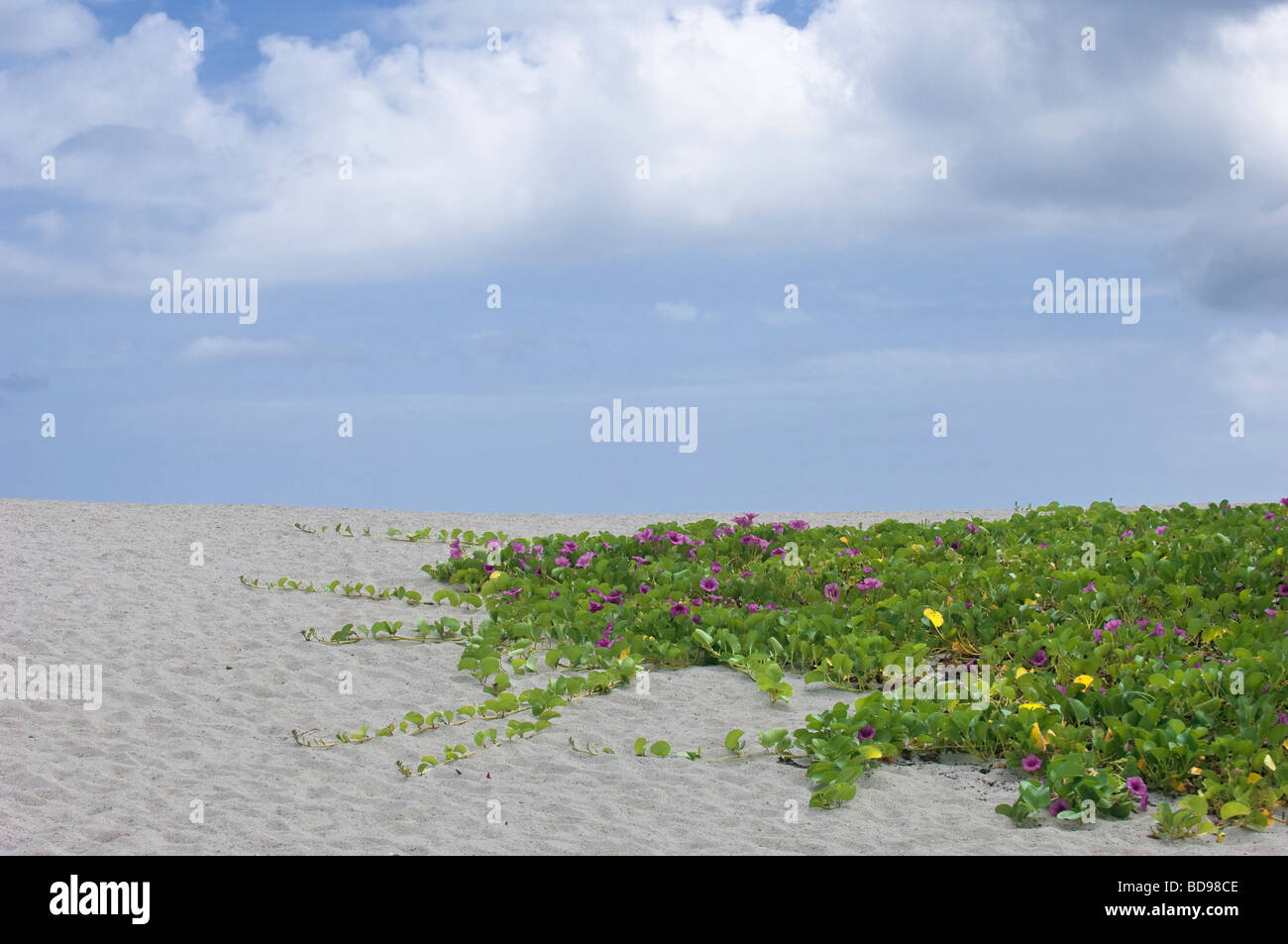 railroad vine growing on beach dune sand Stock Photo
