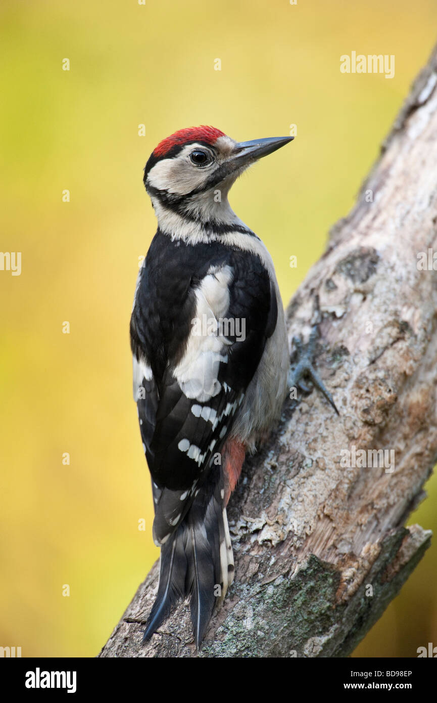 Greater Spotted Woodpecker (Dendrocopos Major) on a tree trunk in England Stock Photo