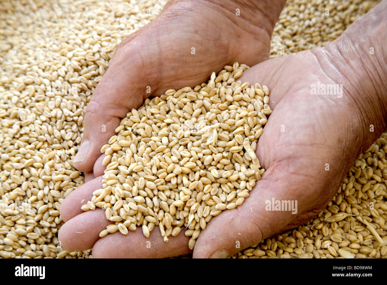 Hands display harvested wheat kernels. Stock Photo