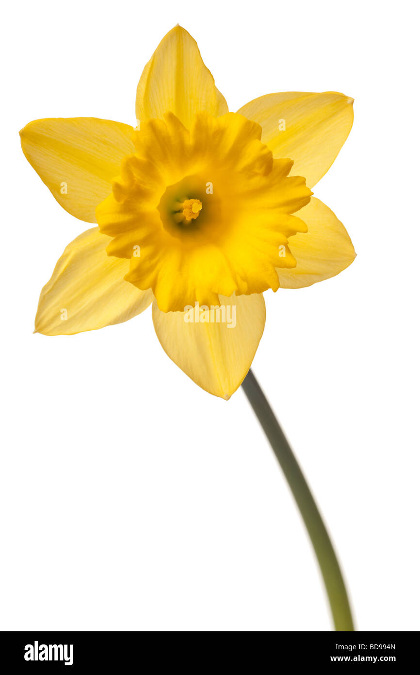 yellow daffodil isolated on a white background Stock Photo - Alamy