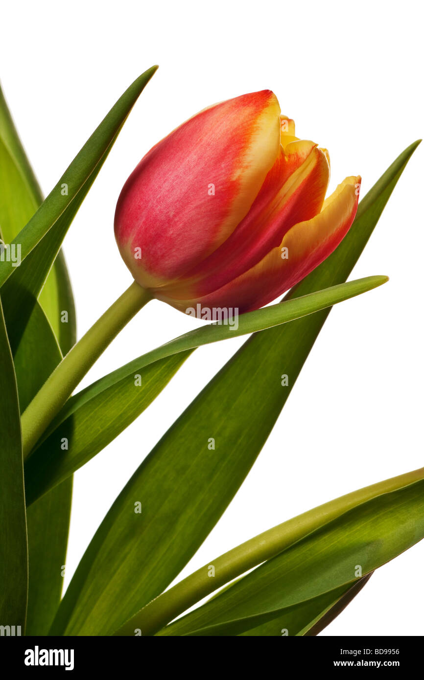 yellow and red tulips isolated on a white background Stock Photo - Alamy
