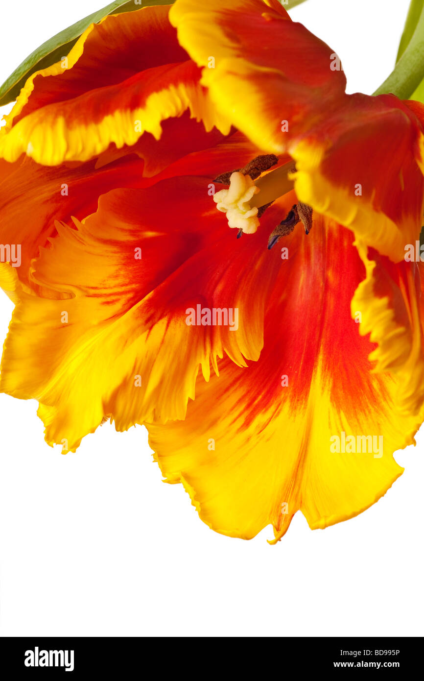 spring tulips flower isolated on white background Stock Photo - Alamy