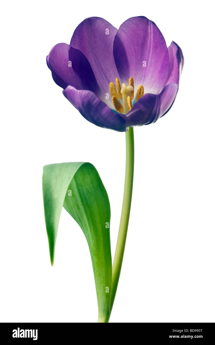 spring tulips flower isolated on white background Stock Photo - Alamy