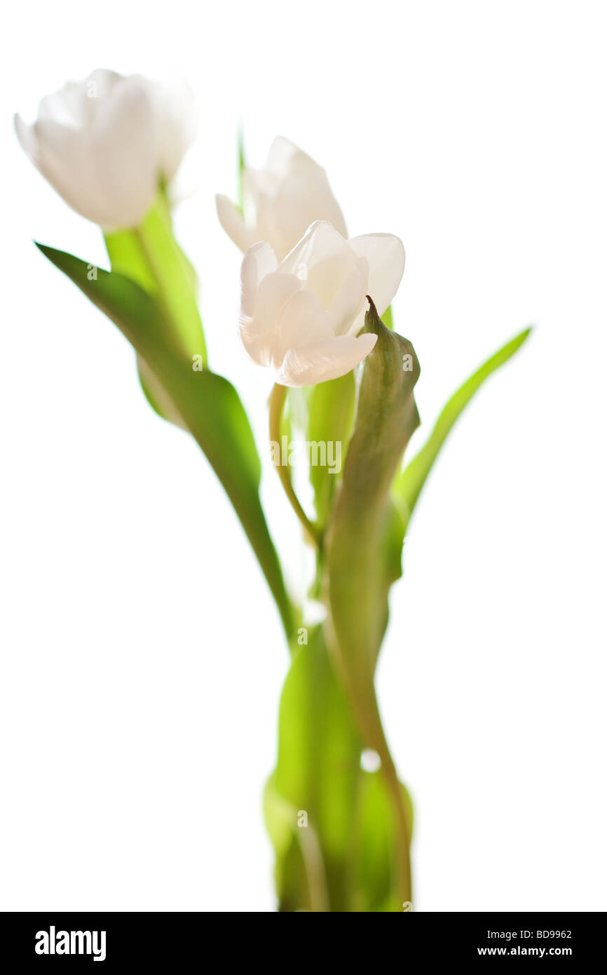 spring tulips flower isolated on white background Stock Photo - Alamy