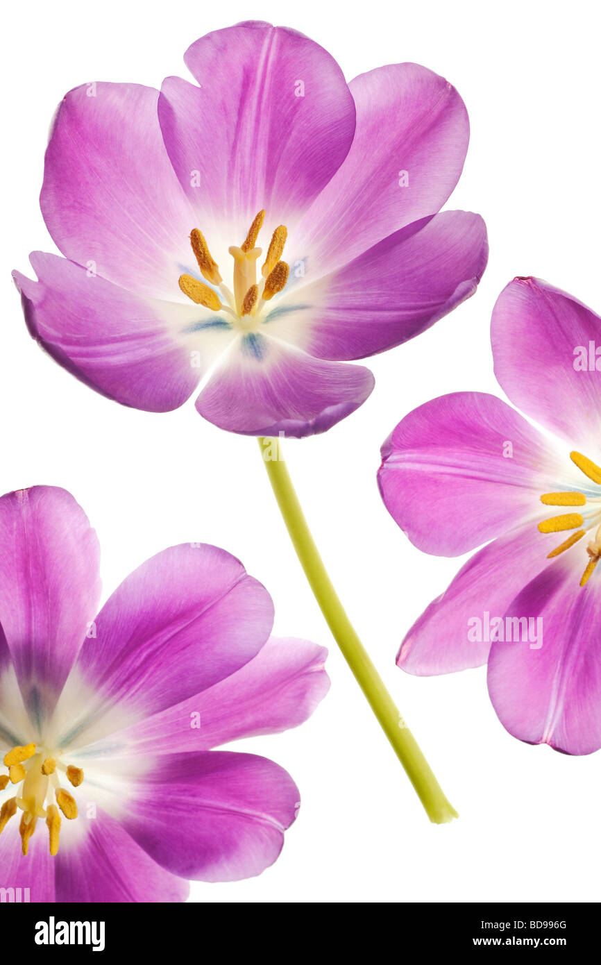 three beautiful purple spring tulip flowers isolated on a pure white background Stock Photo