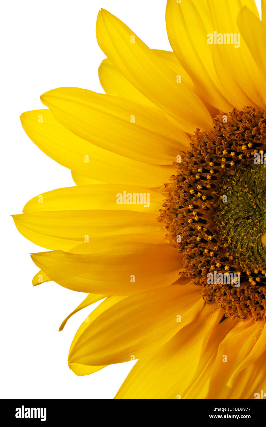 sunflower isolated on a pure white background Stock Photo - Alamy
