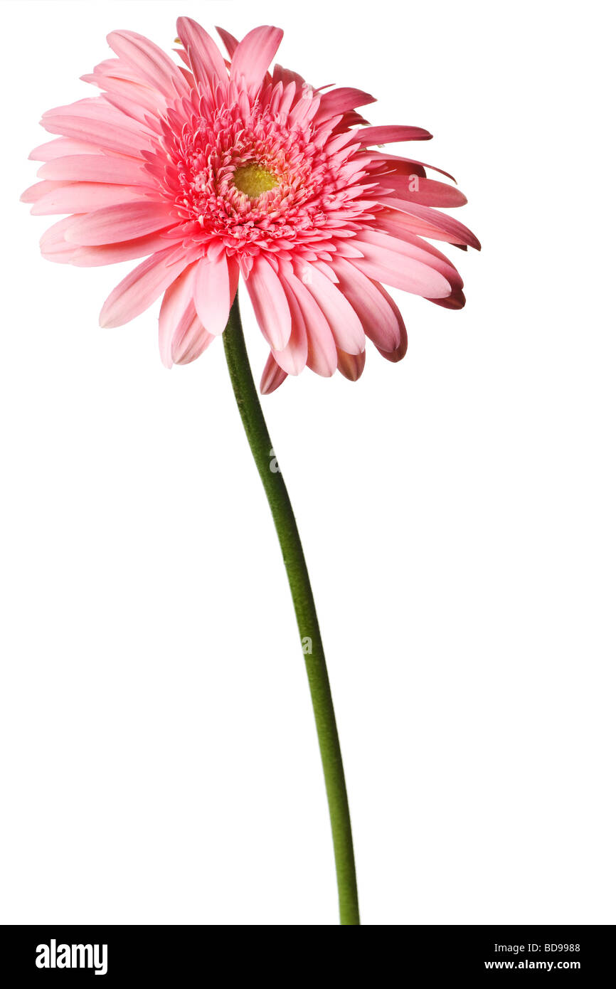 pink daisy isolated on a pure white background Stock Photo