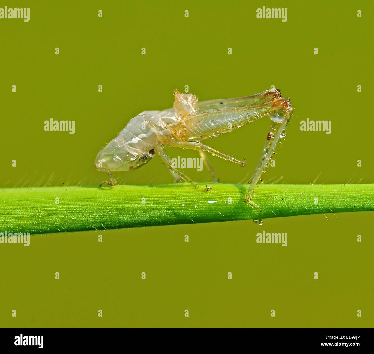 grasshopper skin in the parks Stock Photo