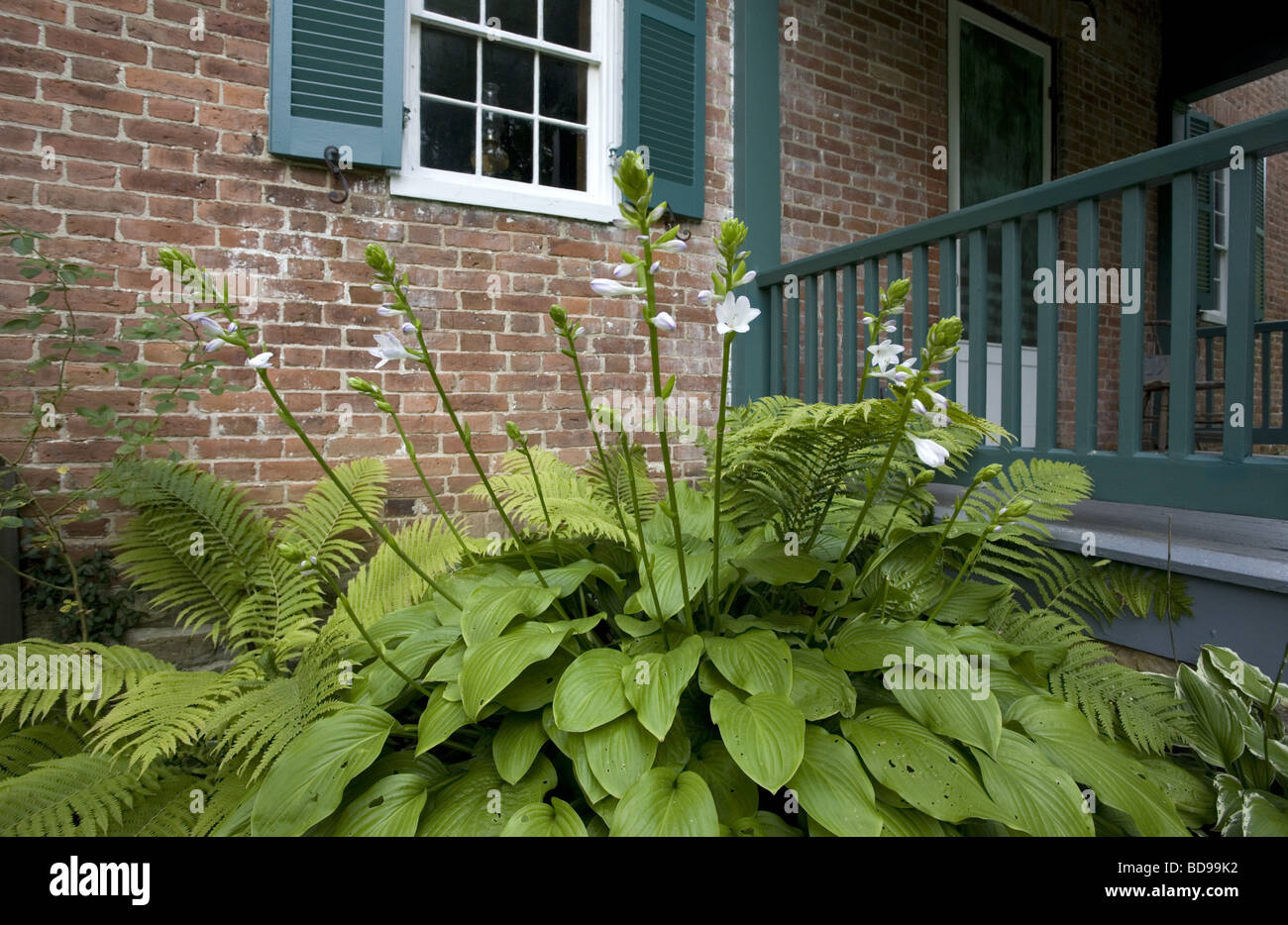 Hosta in from of a home Stock Photo - Alamy