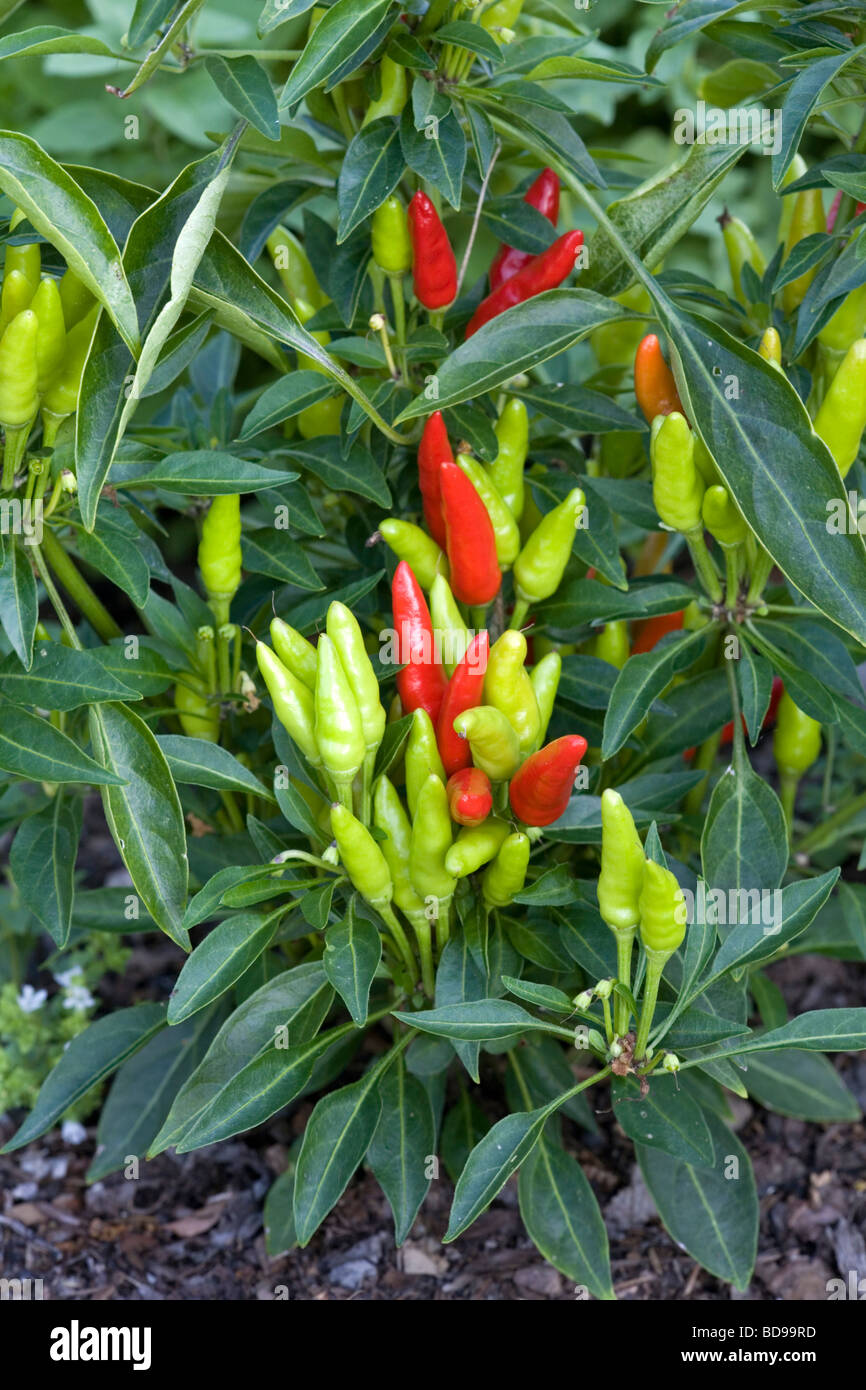 Chili peppers in the garden Stock Photo - Alamy