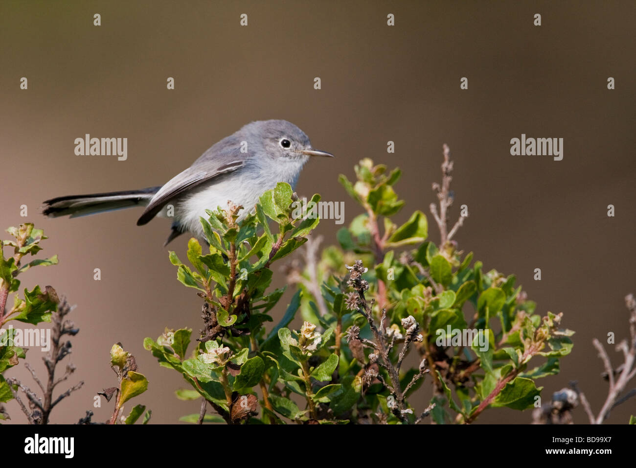 Blue-gray Gnatcatcher in Point Reyes National Seashore, California, USA Stock Photo