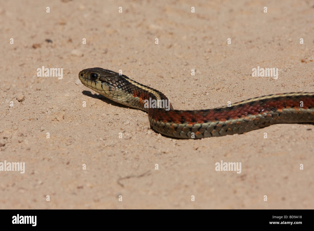 Coastal Garter snake in Estero Trail, Point Reyes National Seashore, California, USA Stock Photo