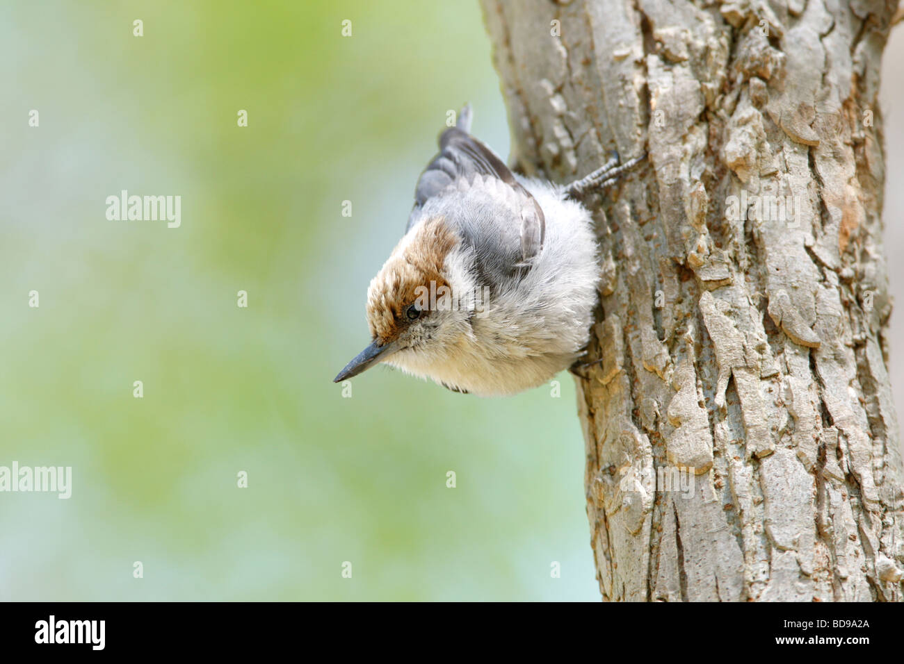 Brown headed Nuthatch Stock Photo