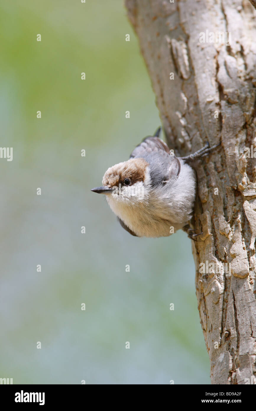 Brown headed Nuthatch - Vertical Stock Photo