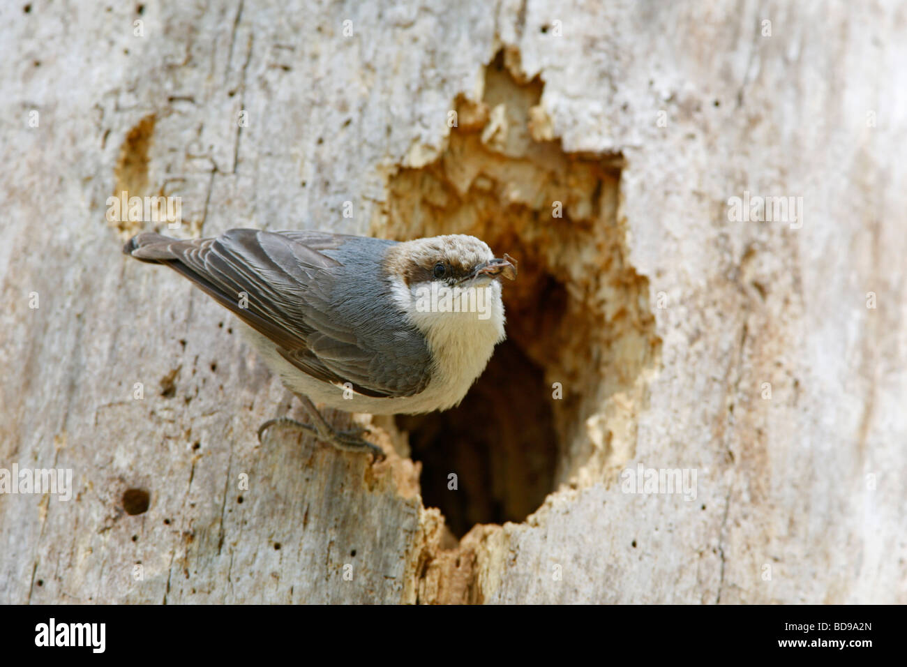 Brown headed Nuthatch perched at Nest Cavity Stock Photo