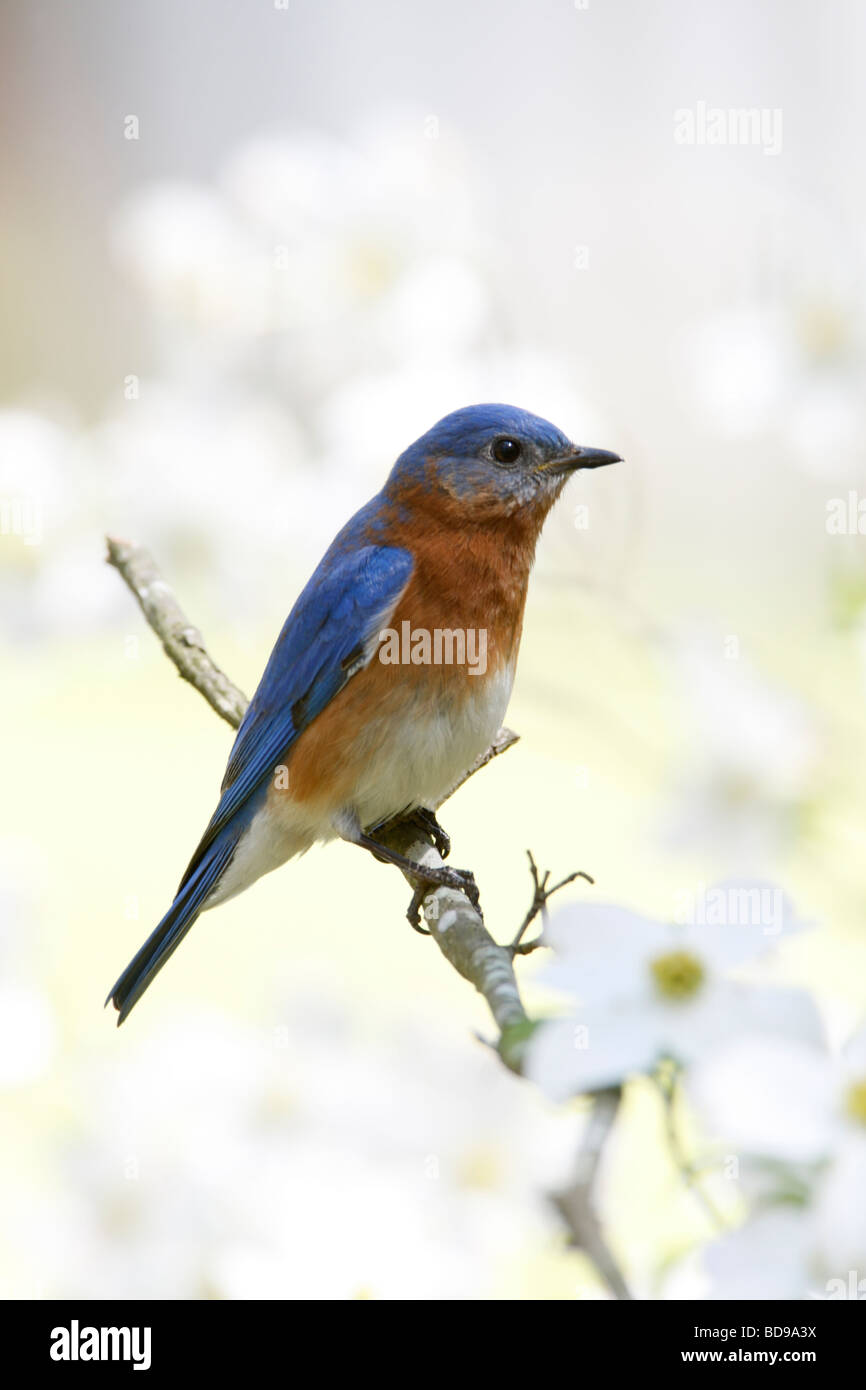 Eastern Bluebird Perched in Dogwood Tree - Vertical Stock Photo
