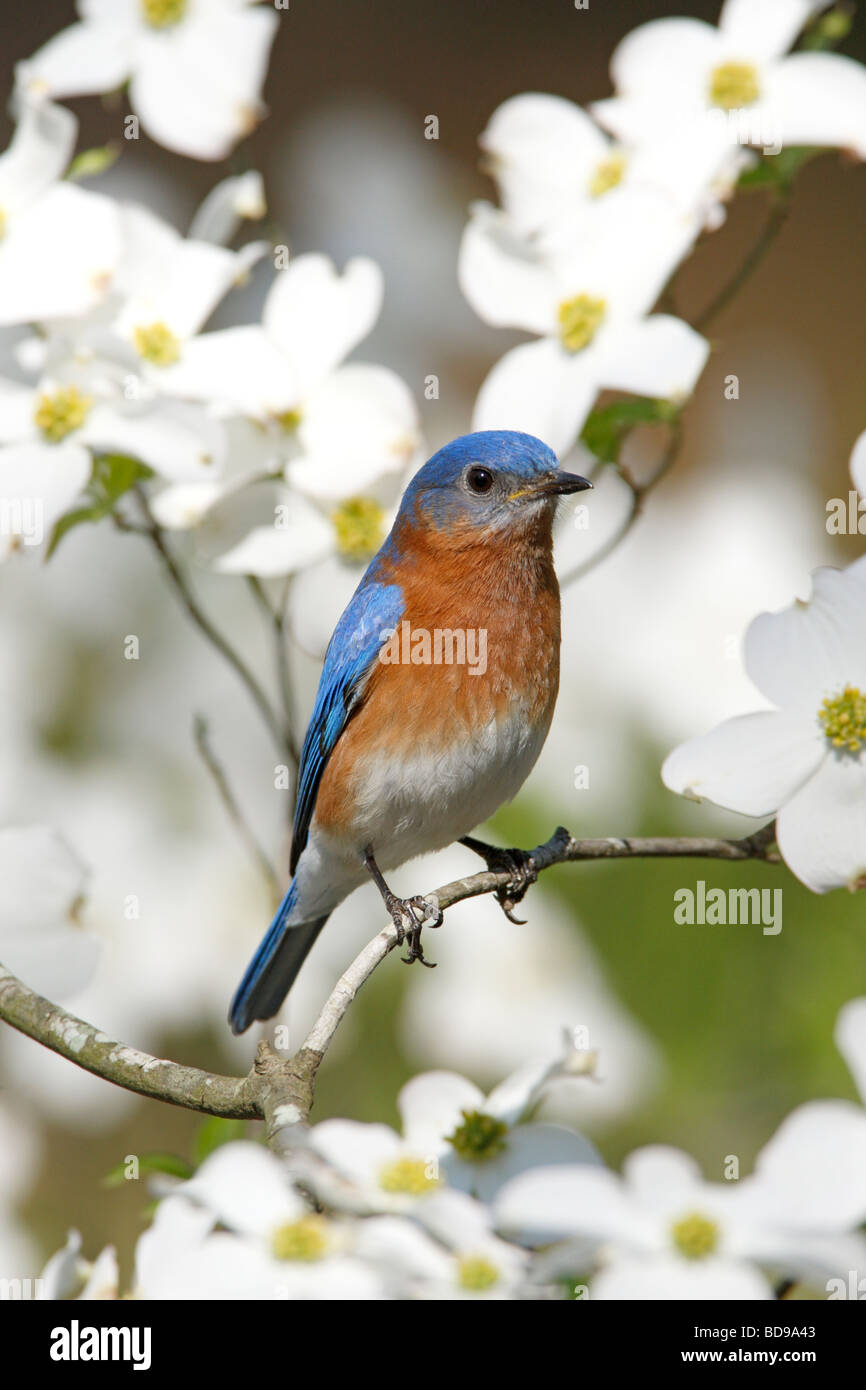 Eastern Bluebird perched in Dogwood Tree - Vertical Stock Photo