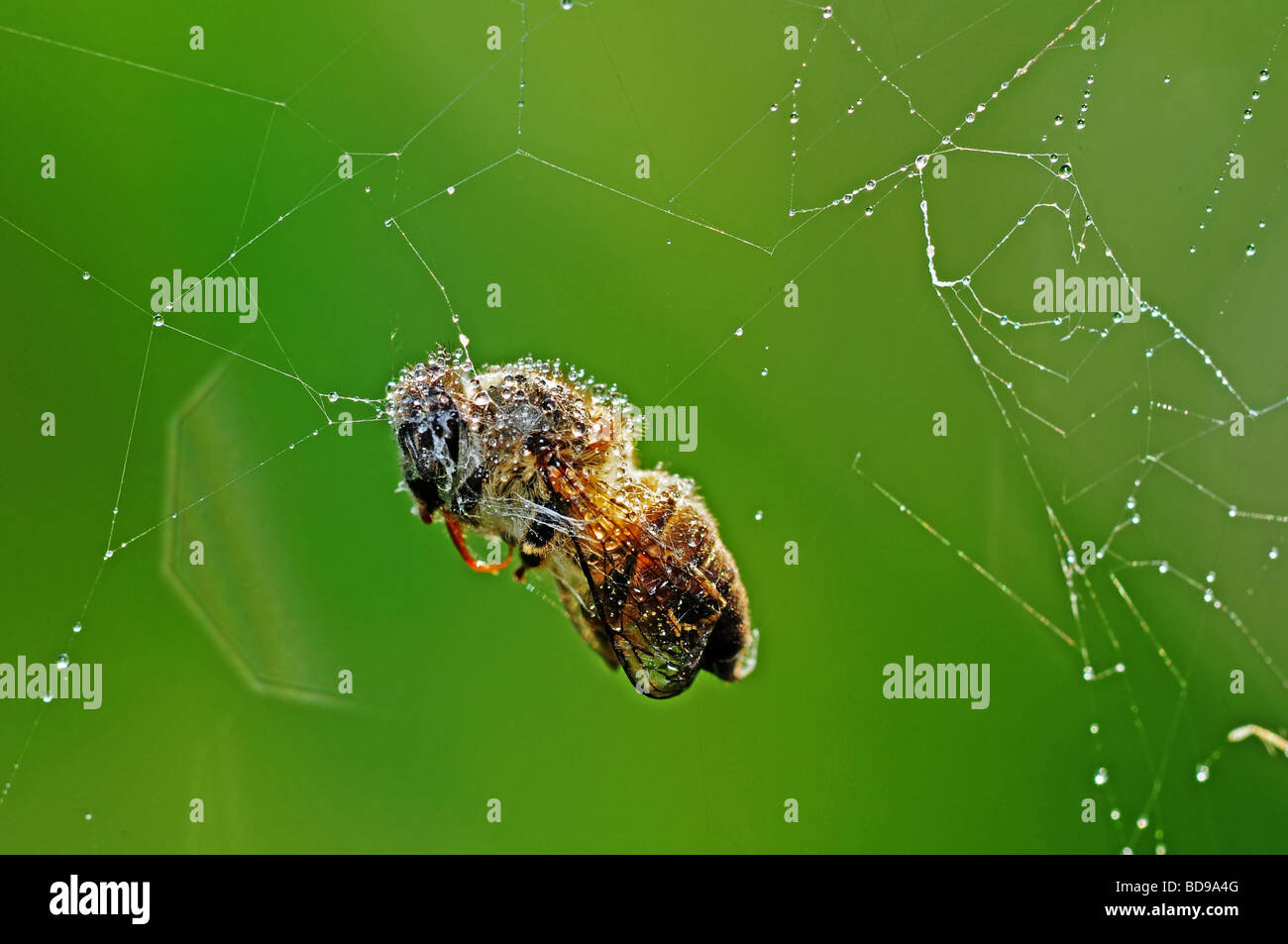 bee trapped in the spider web Stock Photo Alamy