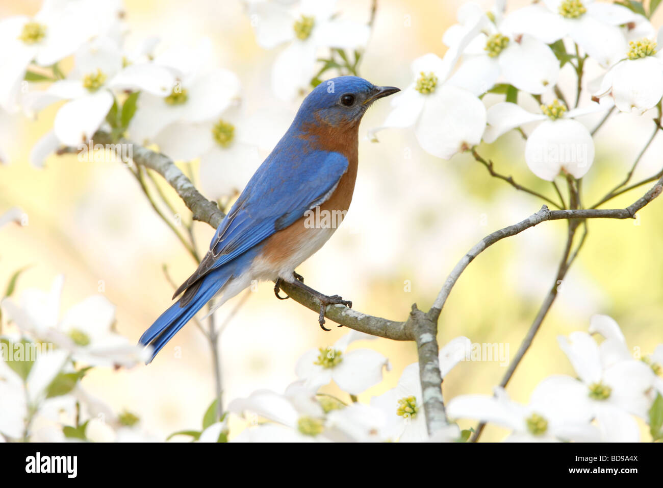 Eastern Bluebird perched in Dogwood Tree Stock Photo Alamy