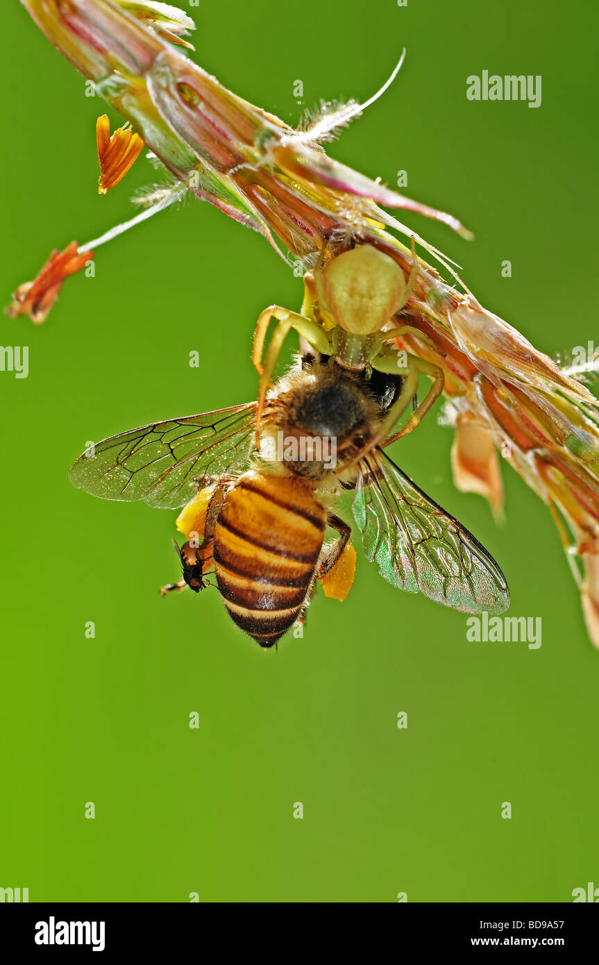 crab spider eating a bee Stock Photo Alamy