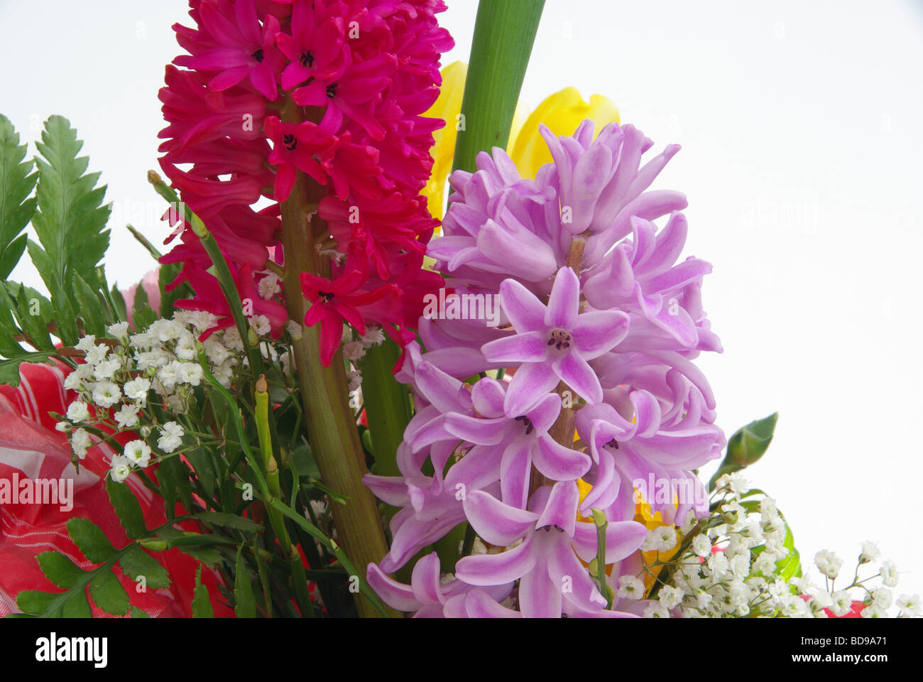 Hyazinthe hyacinth 02 Stock Photo