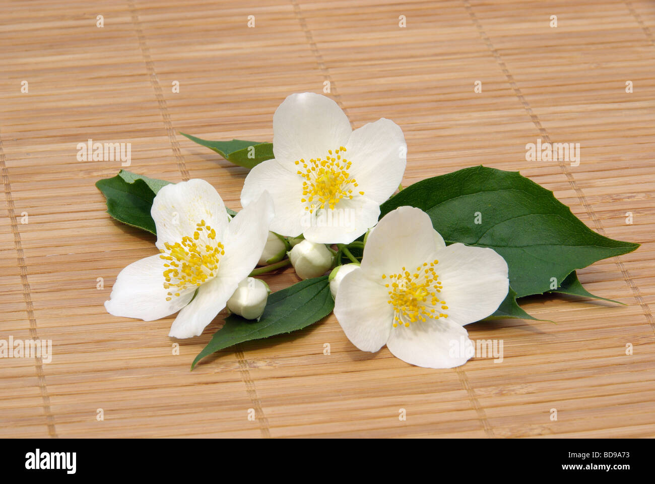 Jasmine hi-res stock photography and images - Alamy