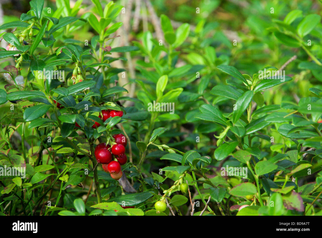 Preiselbeere Pflanze cowberry plant 01 Stock Photo - Alamy