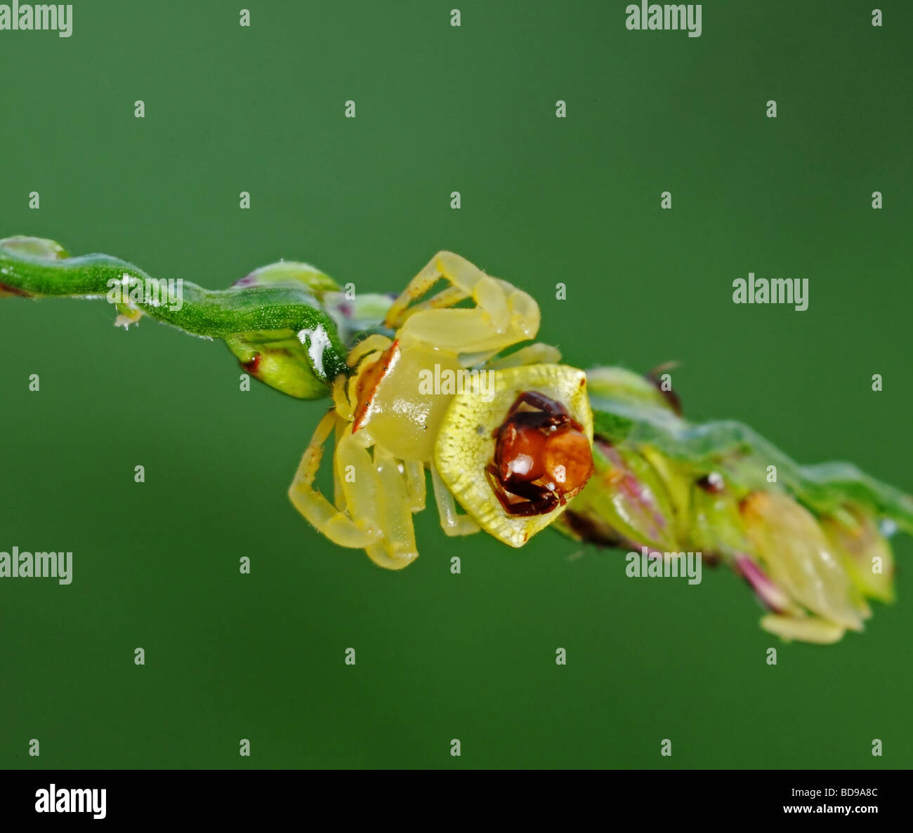 crab spider mating in the parks Stock Photo Alamy