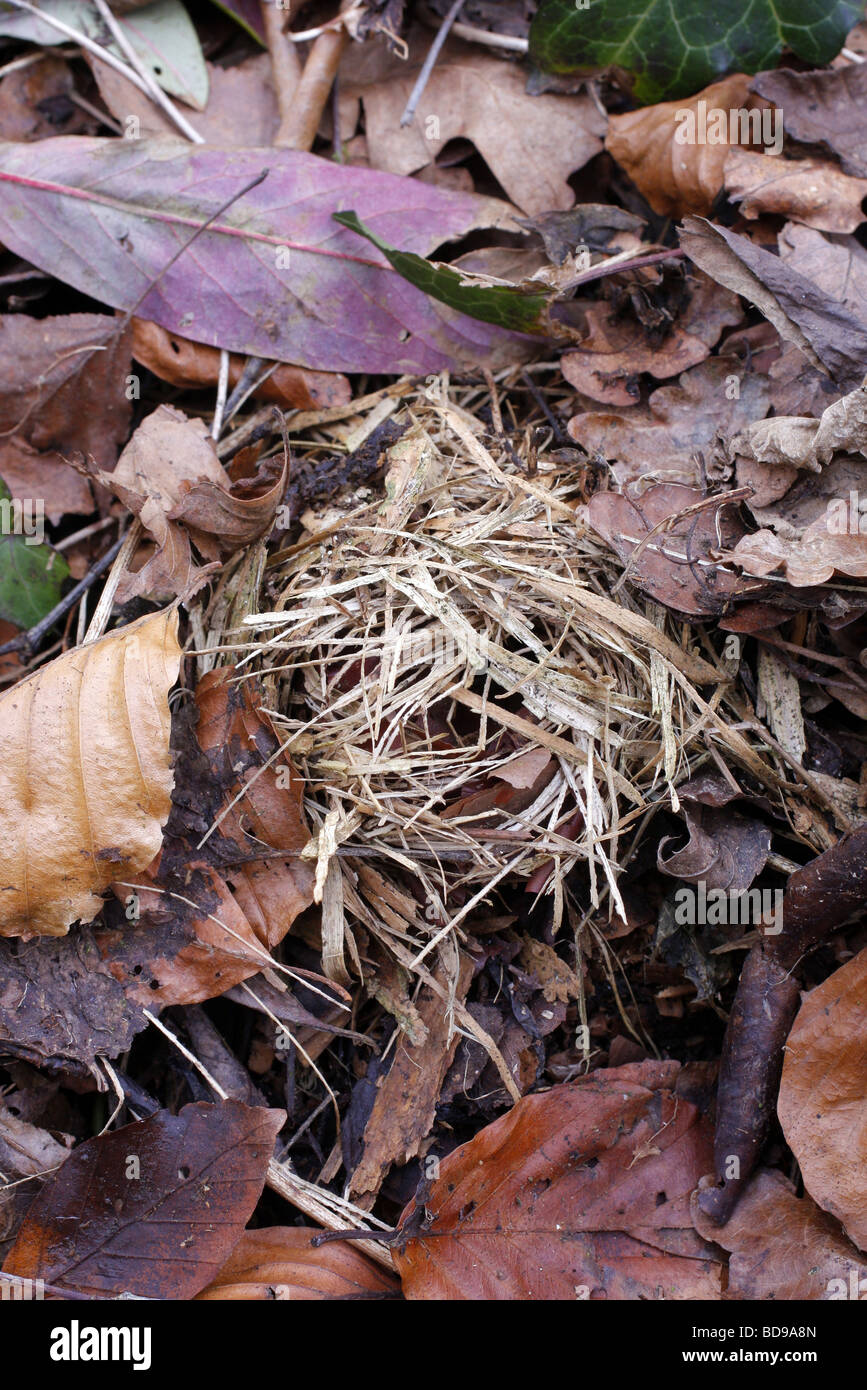 WINTER NEST OF DORMOUSE IN LEAF LITTER AMONGST LOGS AT BASE OF SORBUS TORMINALIS TREE Stock Photo
