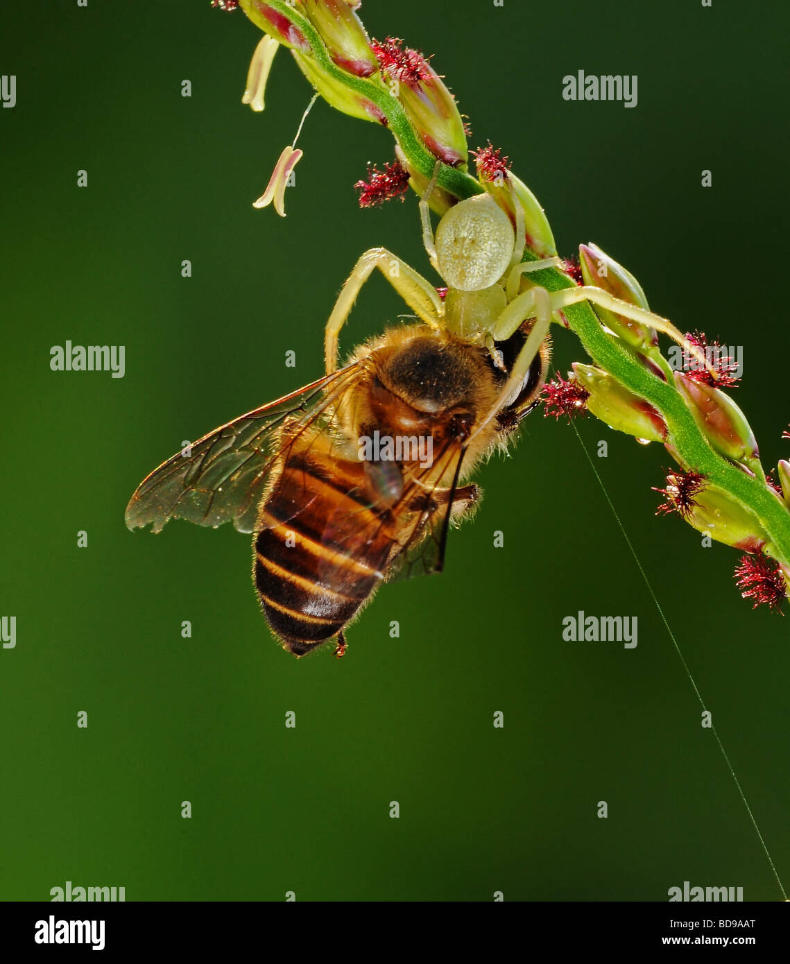 crab spider eating a bee Stock Photo Alamy