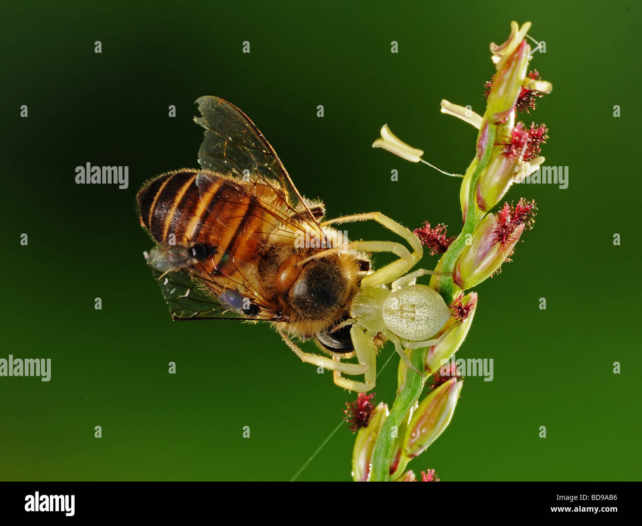 crab spider eating a bee Stock Photo Alamy