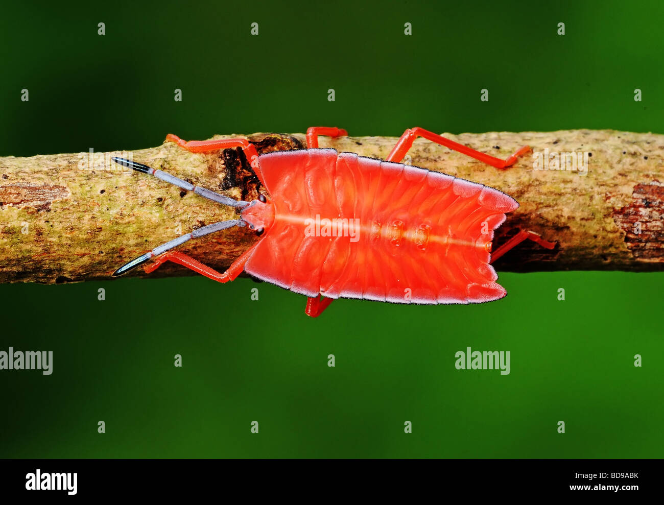 orange stink bug in the parks Stock Photo - Alamy