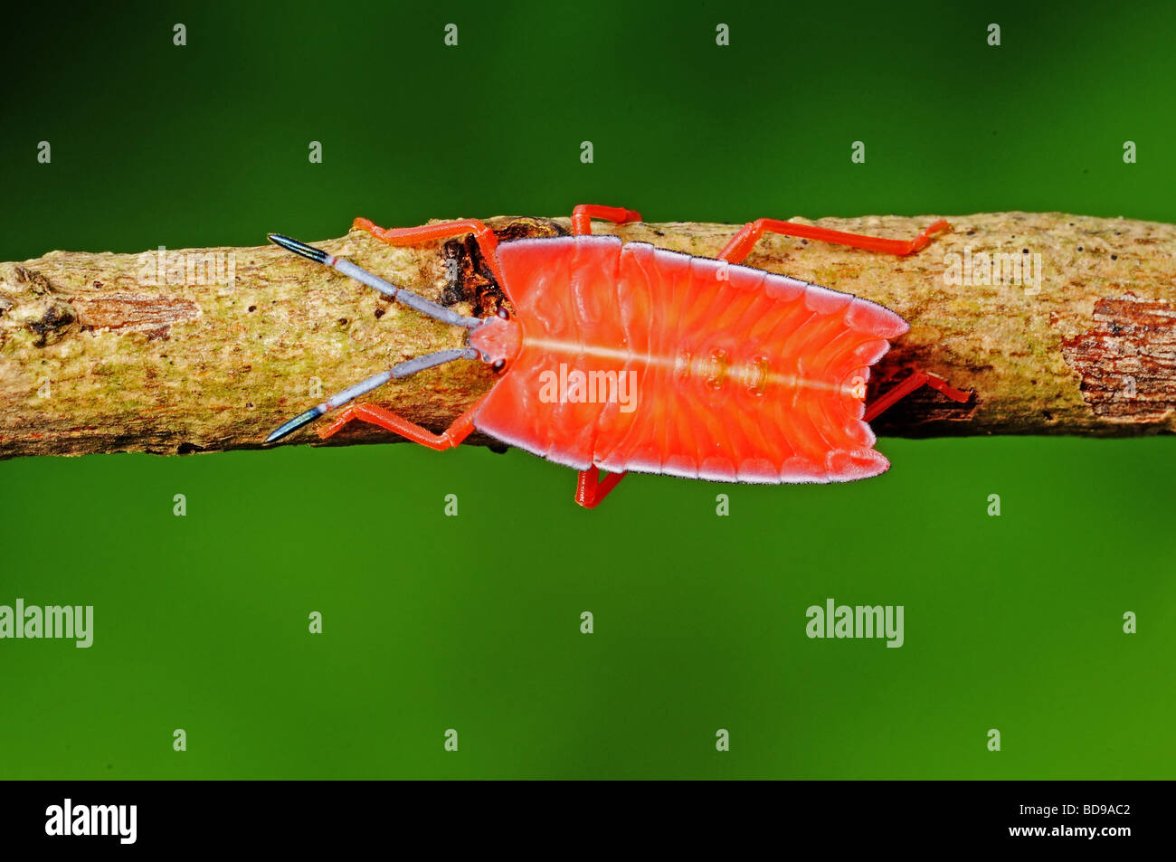 orange stink bug in the parks Stock Photo - Alamy