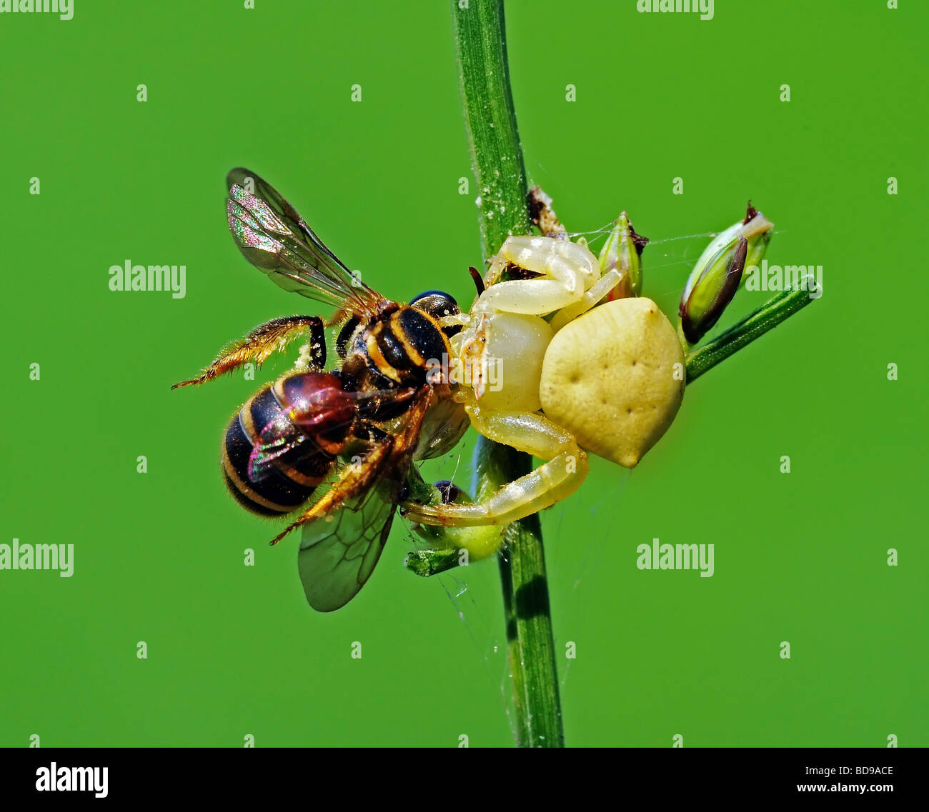 crab spider eating a bee Stock Photo Alamy