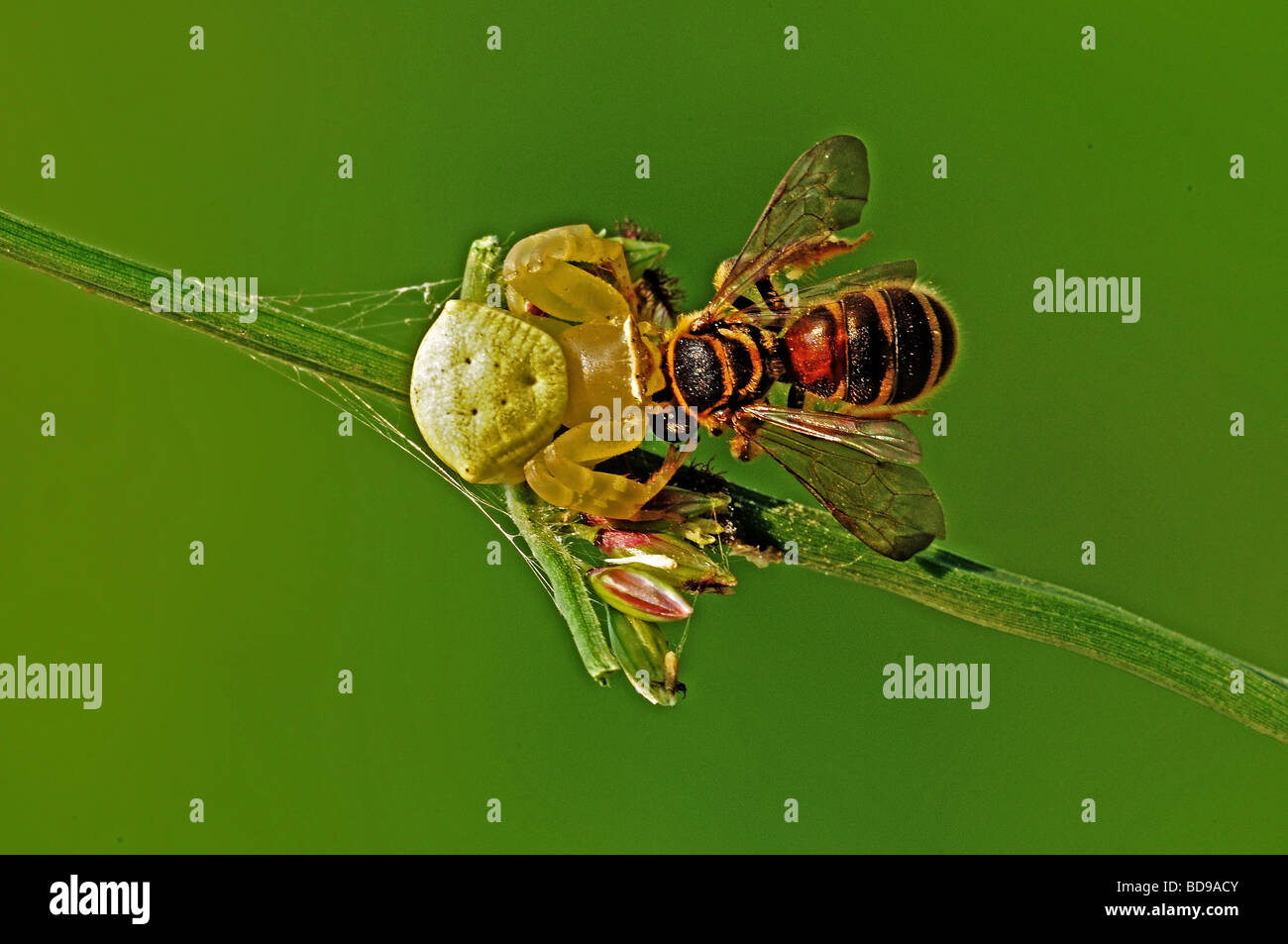 crab spider eating a bee Stock Photo Alamy