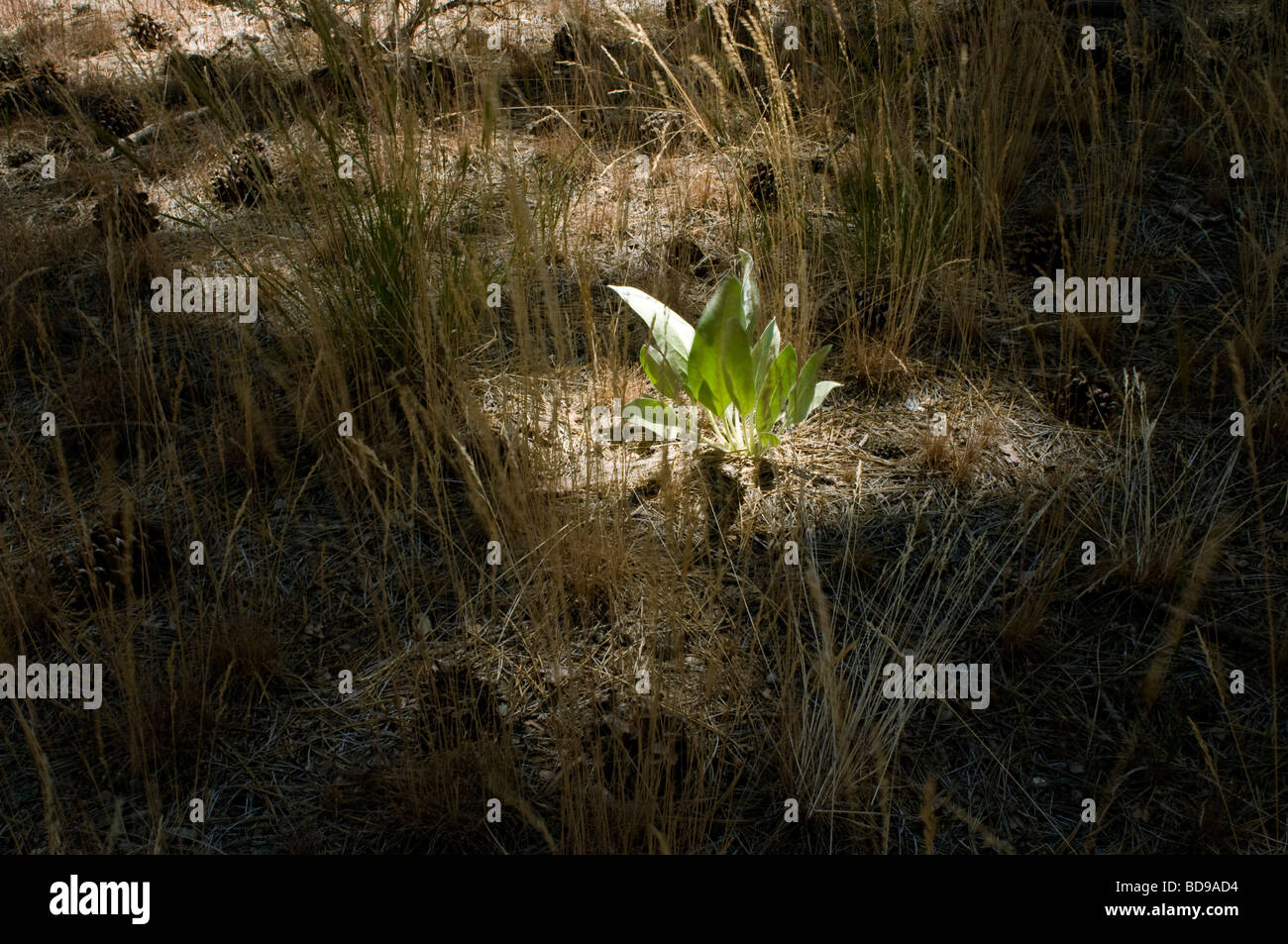 Fresh Bloom in A Forest Stock Photo