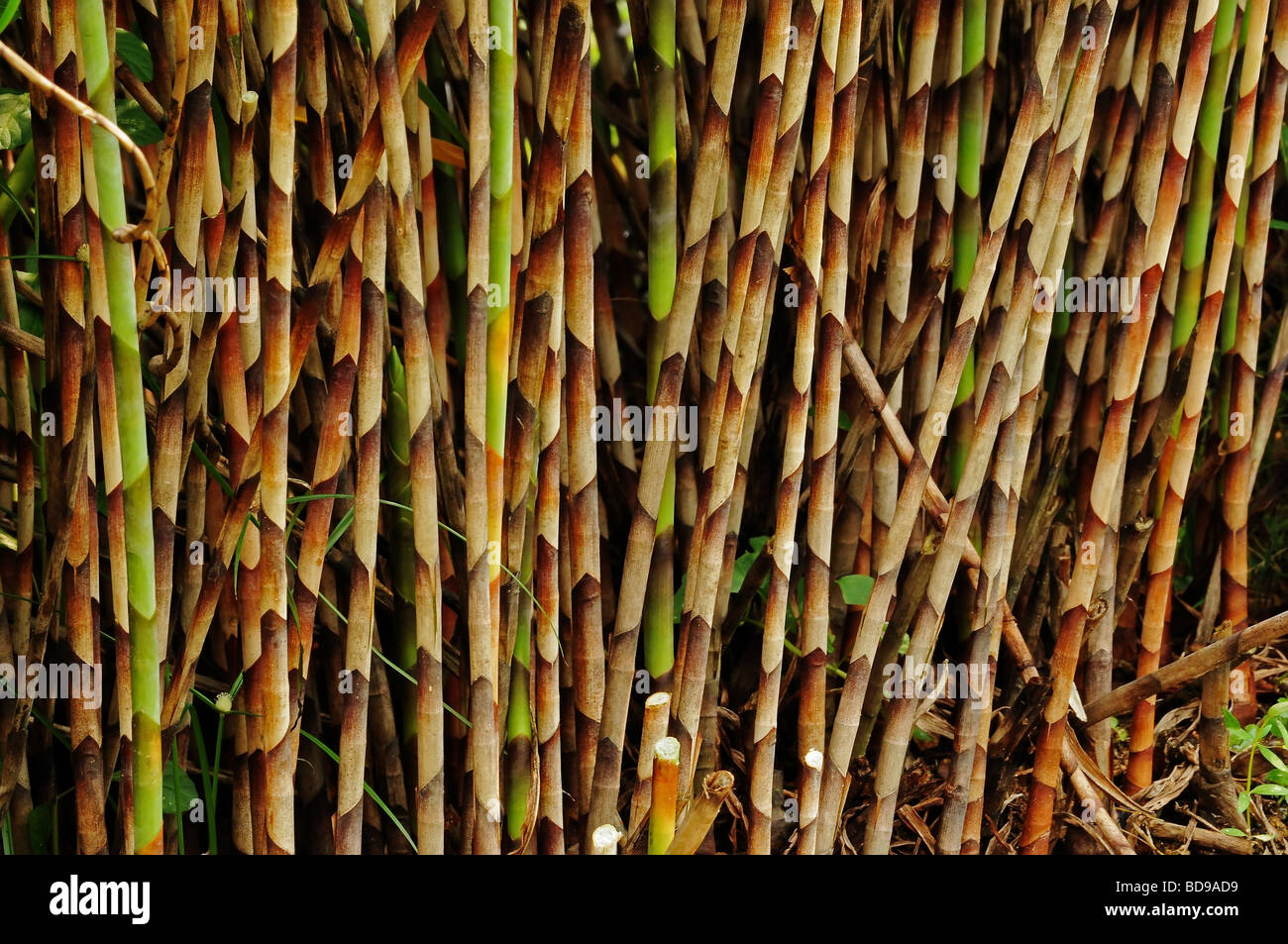 bamboo plant in the parks Stock Photo