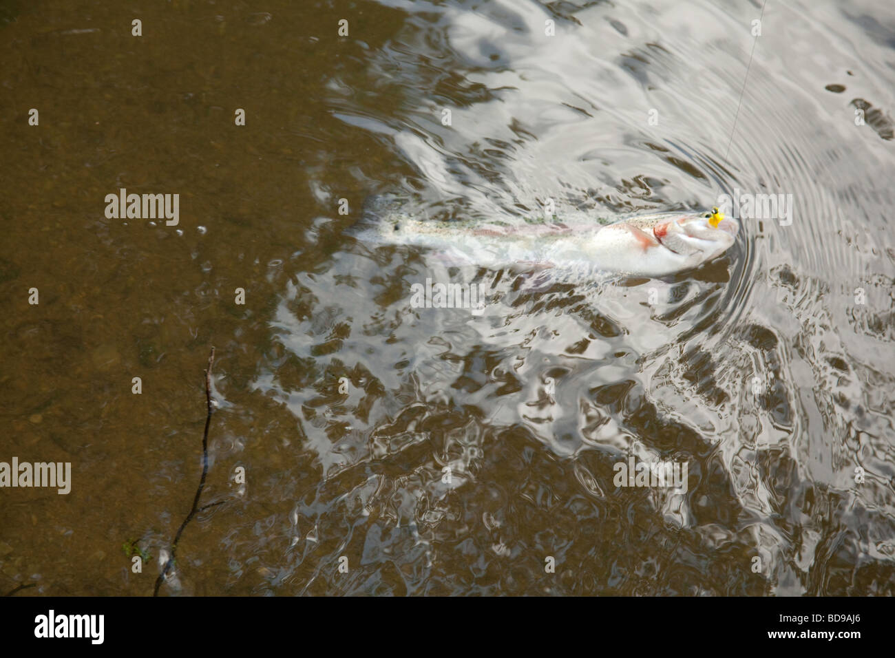 Rainbow trout being caught at Newhouse farm trout Fisheries Devon