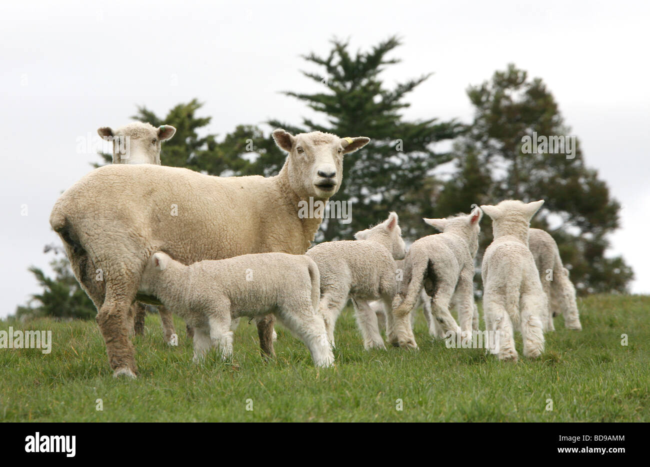 Romney ewe with newborn lambs New Zealand Stock Photo