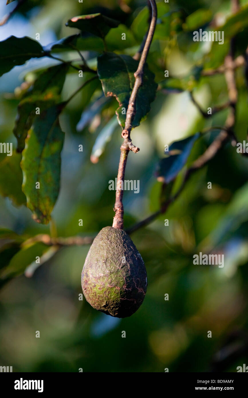 Avocado Pear (Persea Americana). Pinetown, Kwazulu-Natal, South Africa. Stock Photo