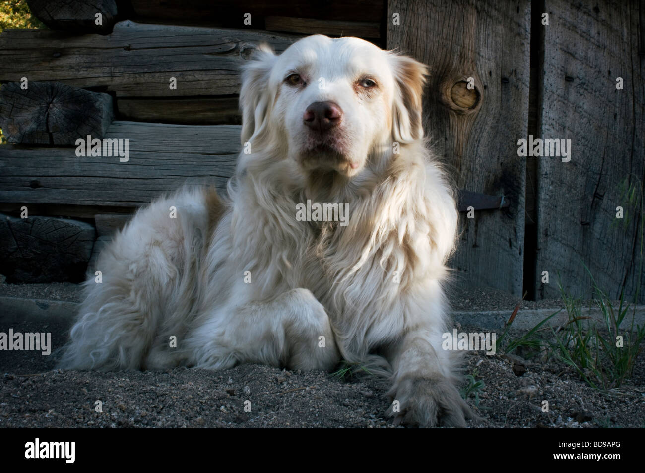 Australian Shepherd - Sheepdog Stock Photo