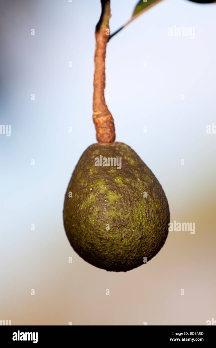 Avocado Pear (Persea Americana). Pinetown, Kwazulu-Natal, South Africa. Stock Photo